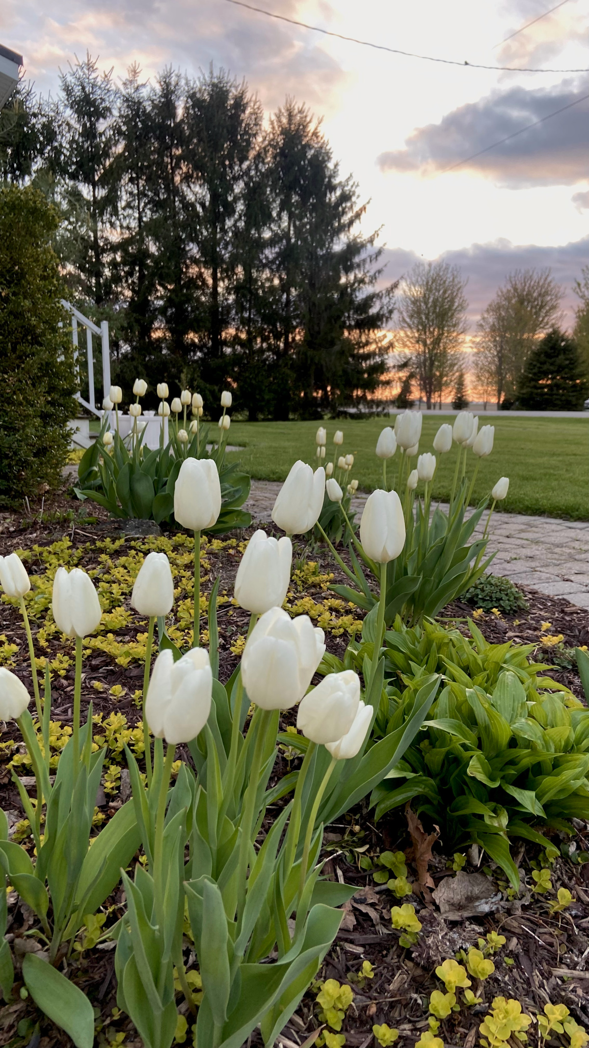 White tulips in my front garden at sunset.