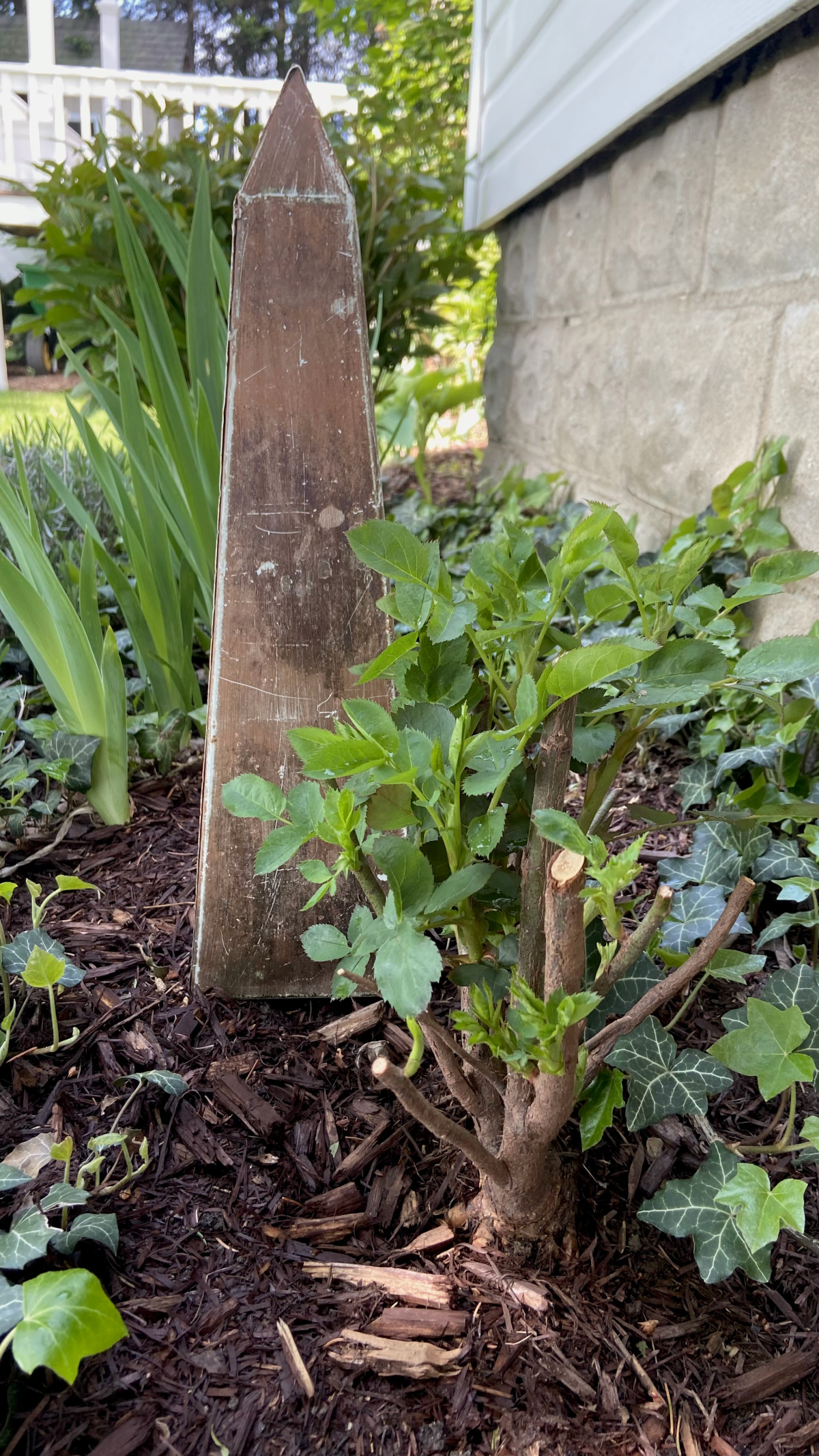 The bare root roses I planted a couple of weeks ago are making good progress!