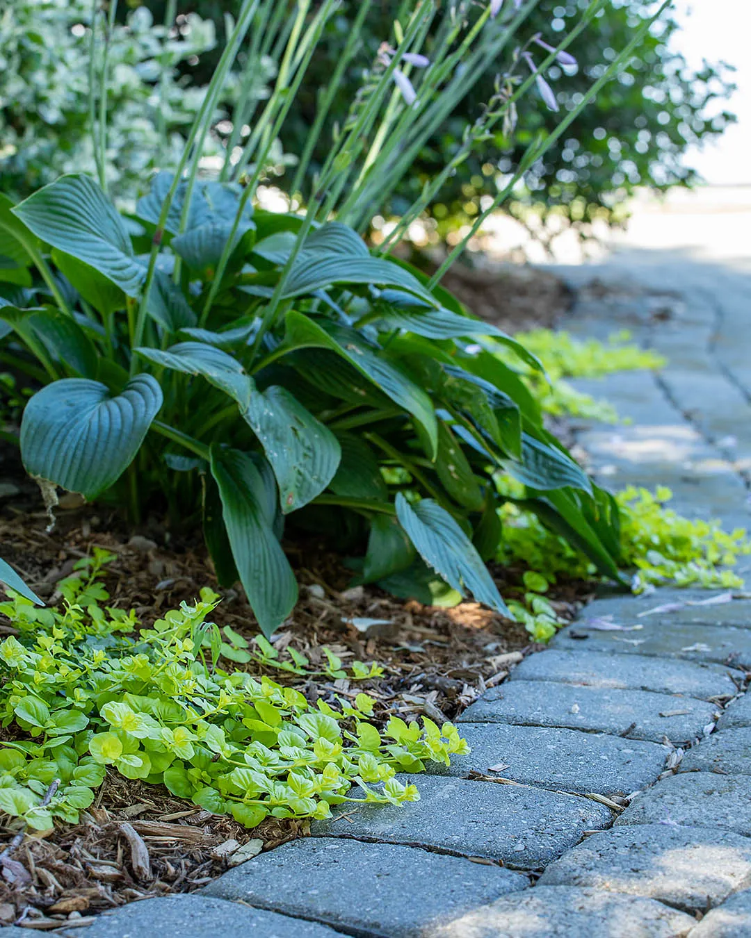 Hostas provide lush foliage and soft shape to foundation gardens.