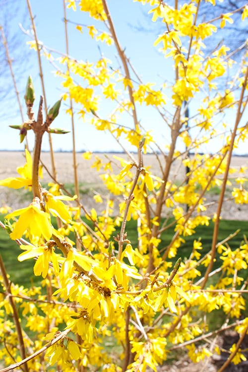 Cheerful gold forsythia blooms.