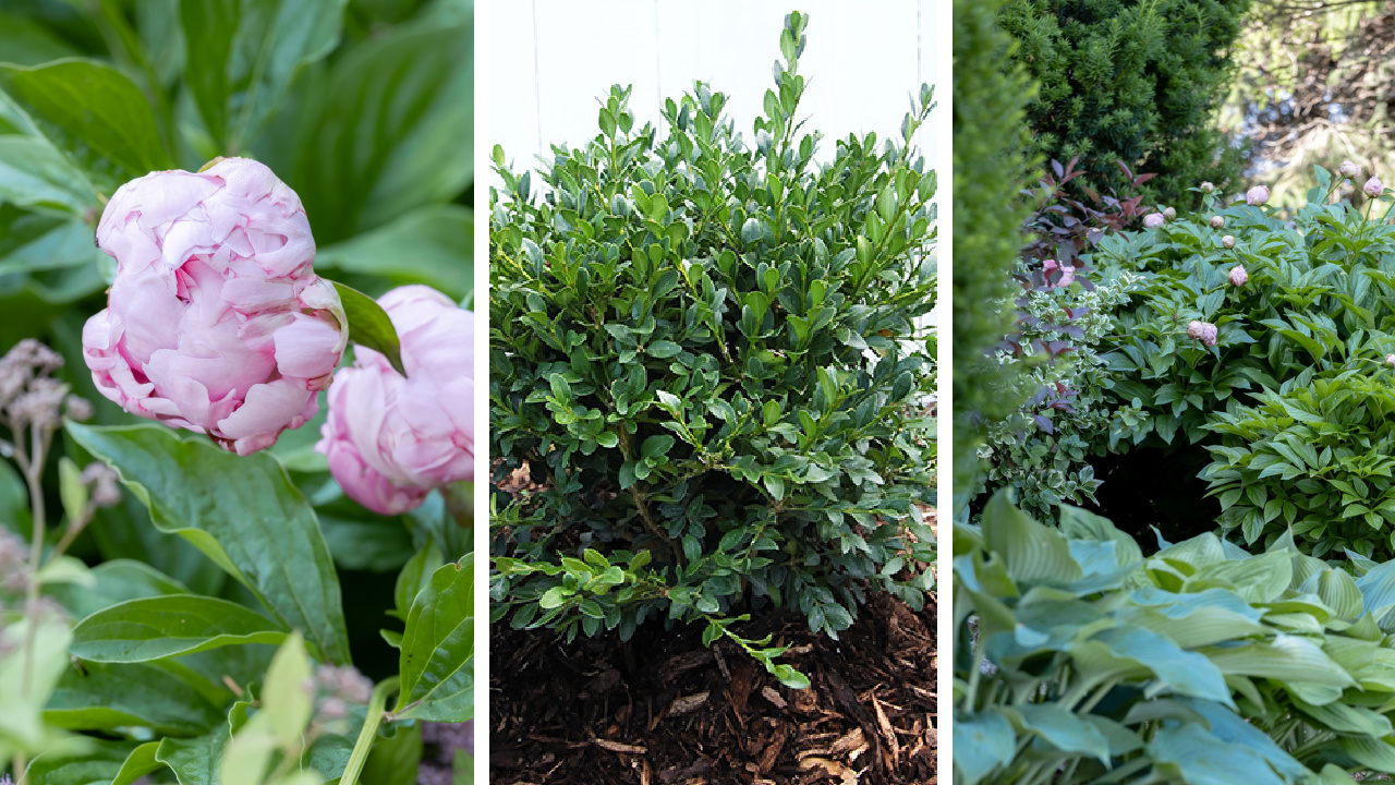 Foundation garden plants that you just can't kill.