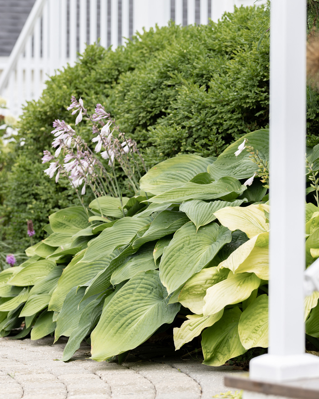 A very full foundation garden with boxwood, hostas of different varieties, and liatris.