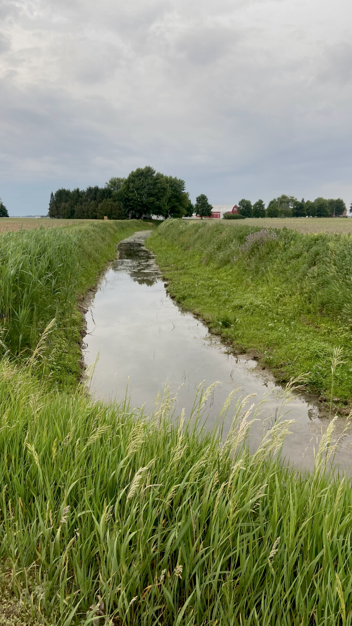 June on the creek path.