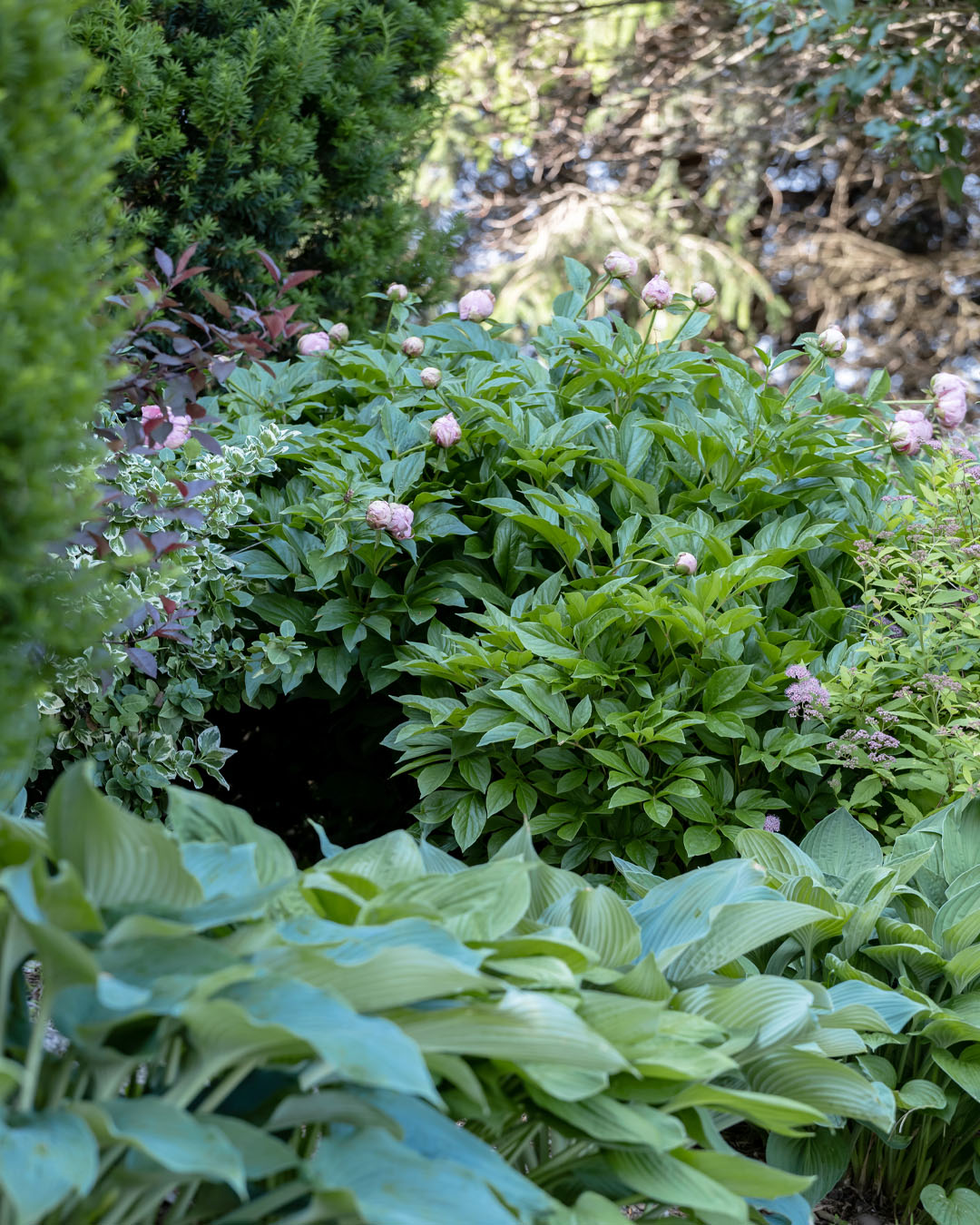 Peonies tucked into a lush foundation garden with yews, hostas, and other shrubs.