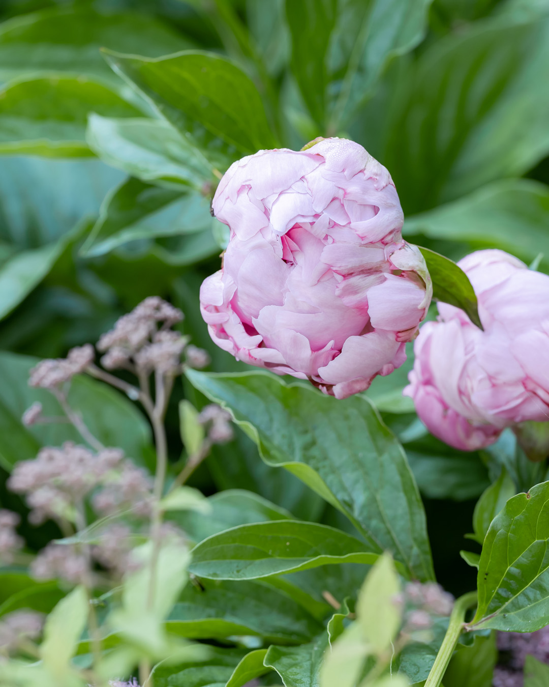 A peony bloom about to open.