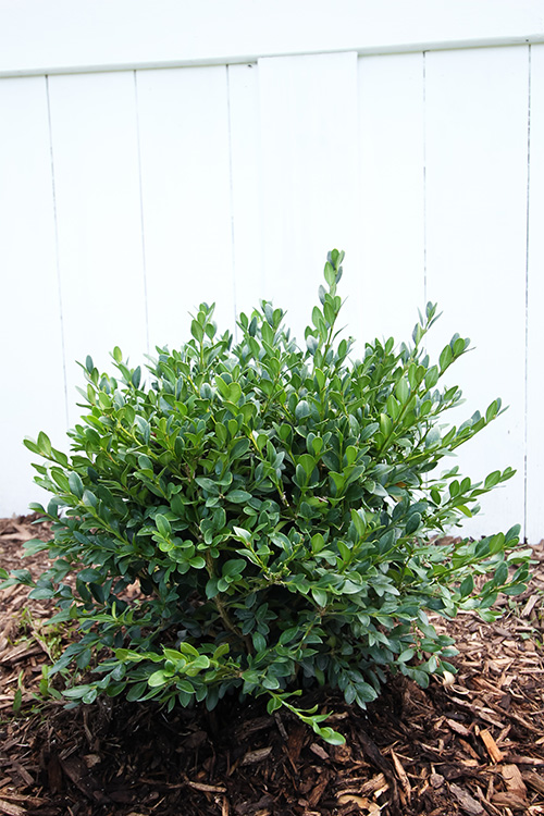 A newly planted boxwood shrub.