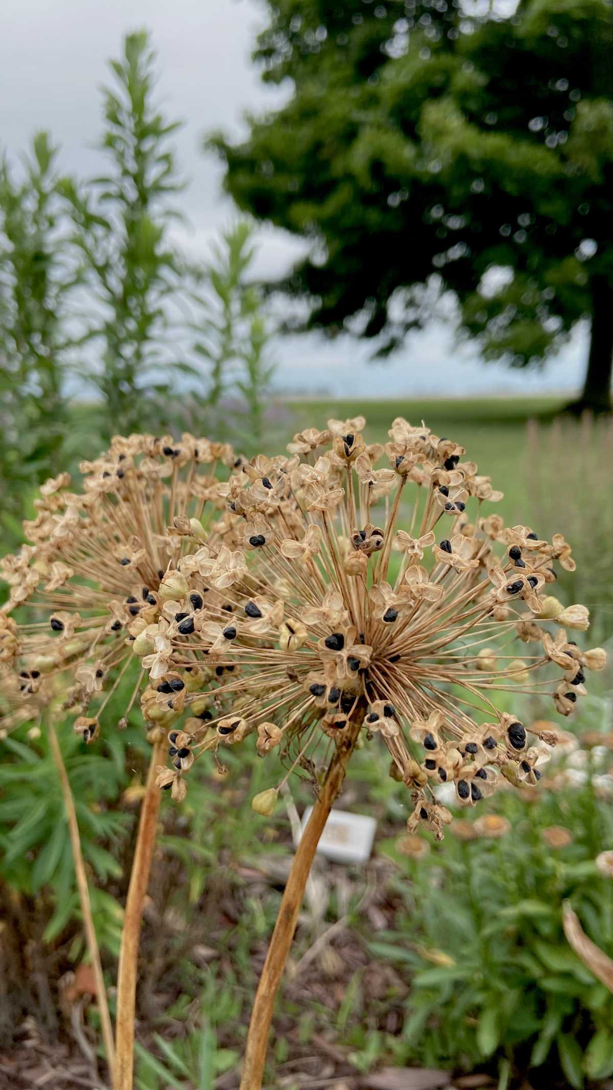 Dried alliums in the garden.