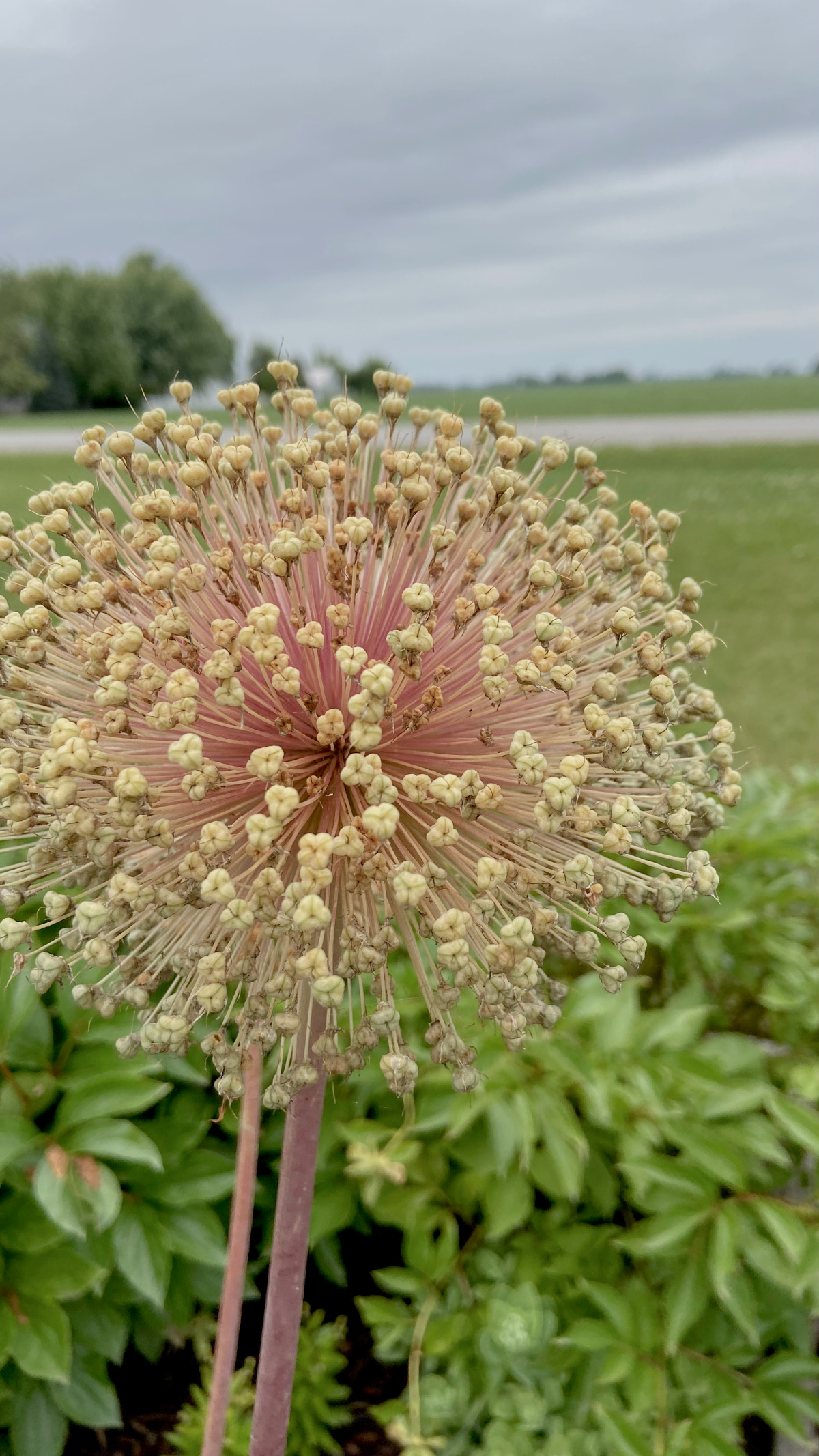 Allium blooms drying in the garden.