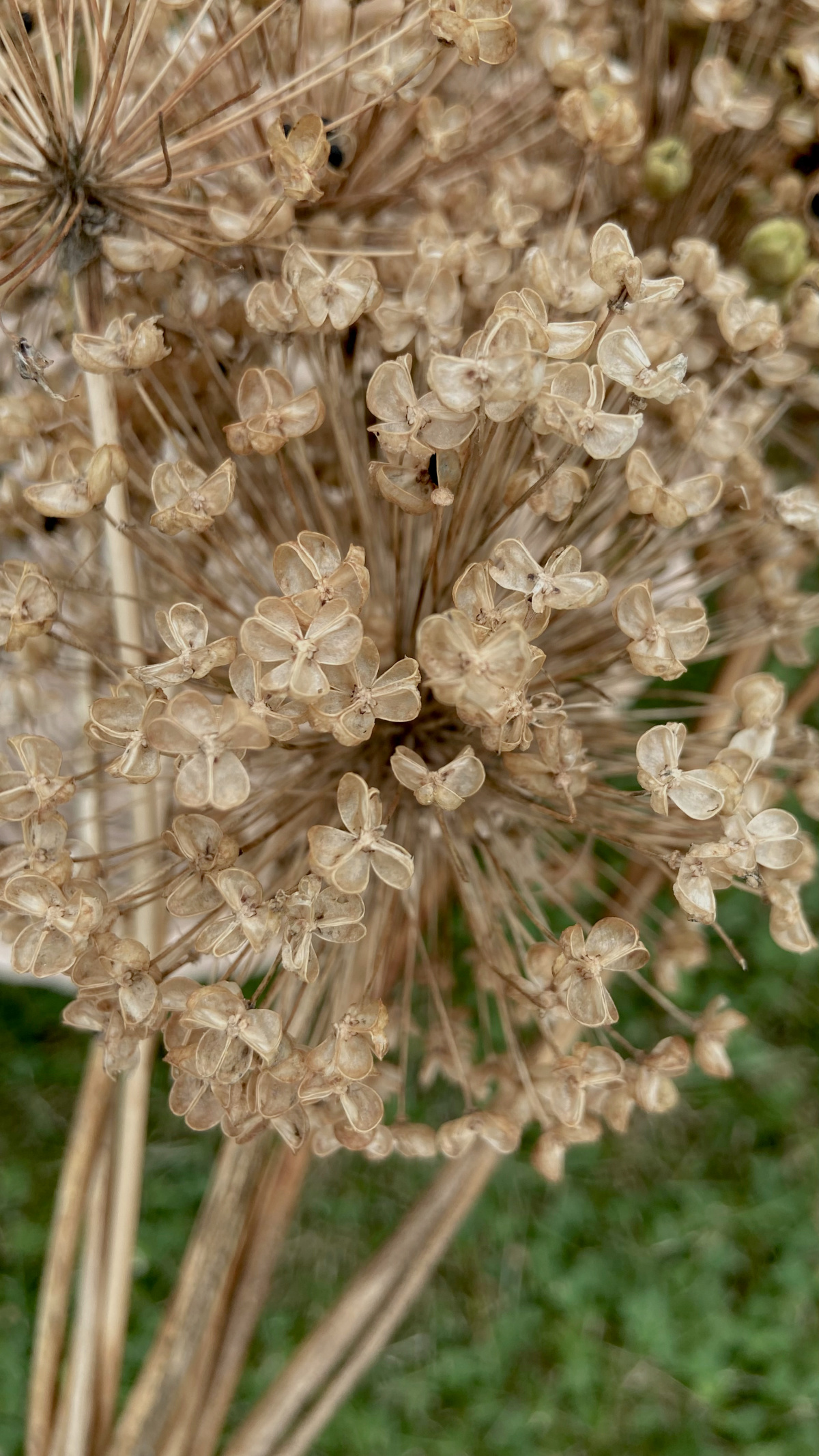 A close up view of a dried allium bloom.