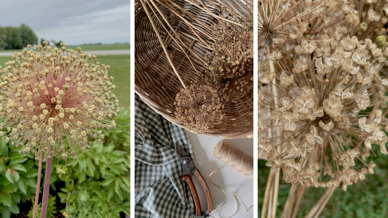 How to dry allium blooms from the garden.