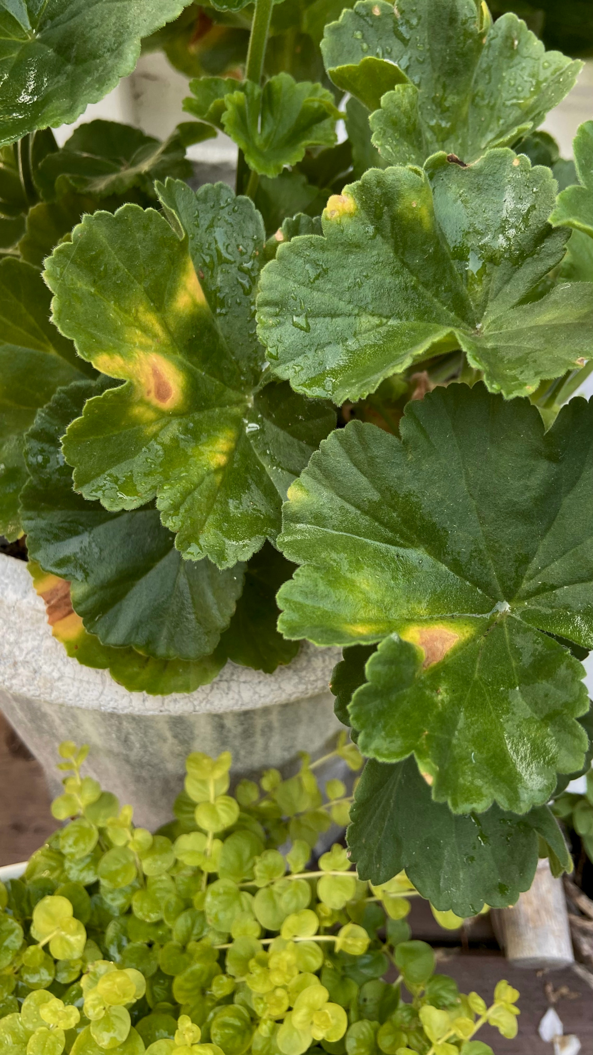 Leaves starting to turn yellow on a geranium plant.