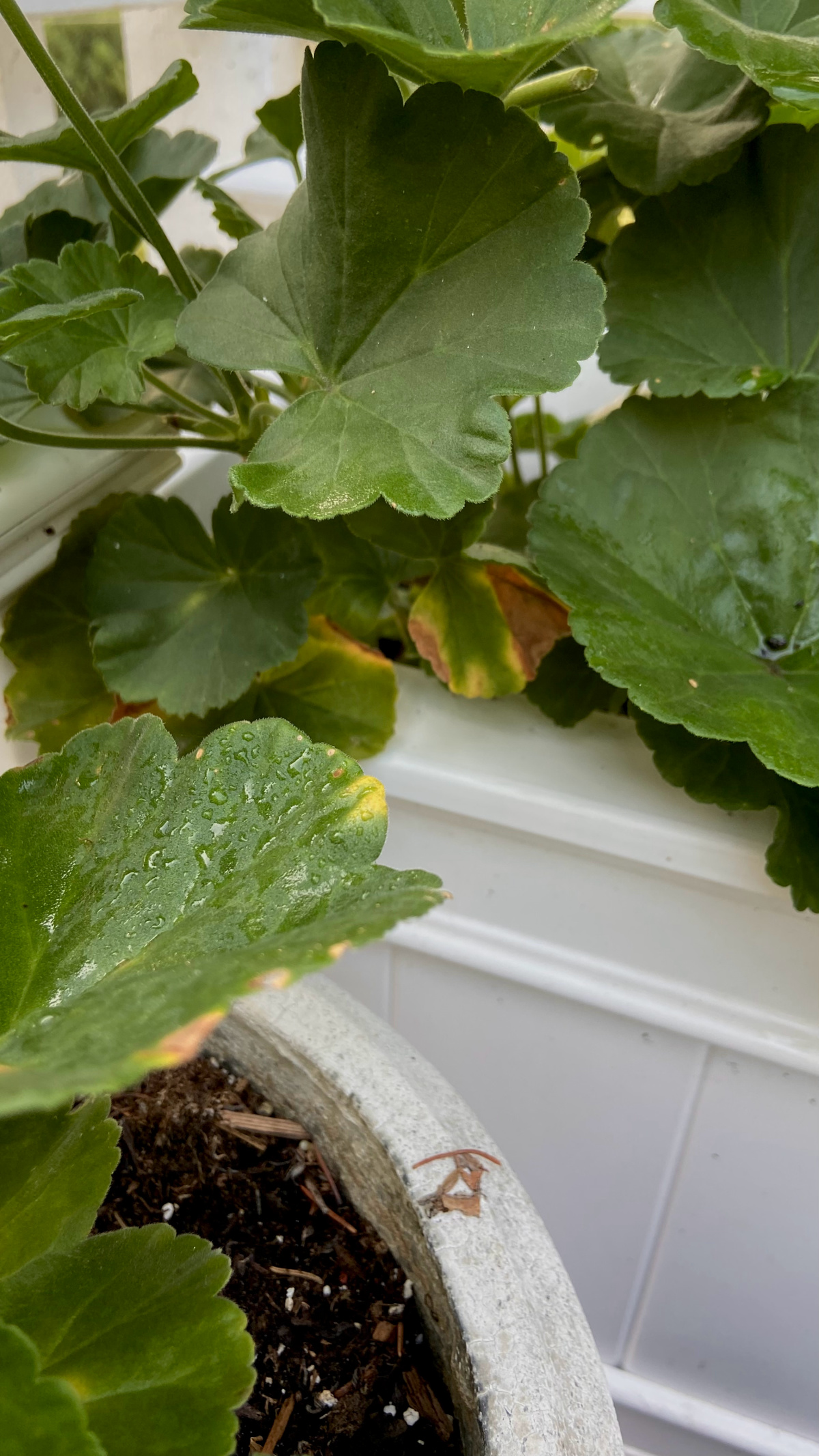 Yellow leaves appearing near the base of a geranium plant.