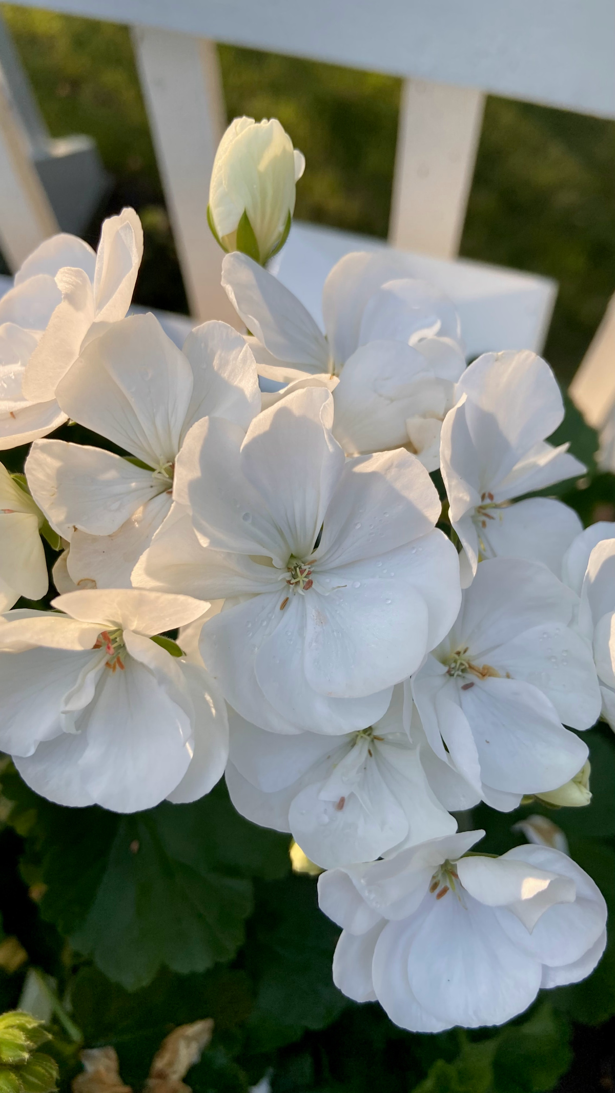 Healthy white geranium blooms.