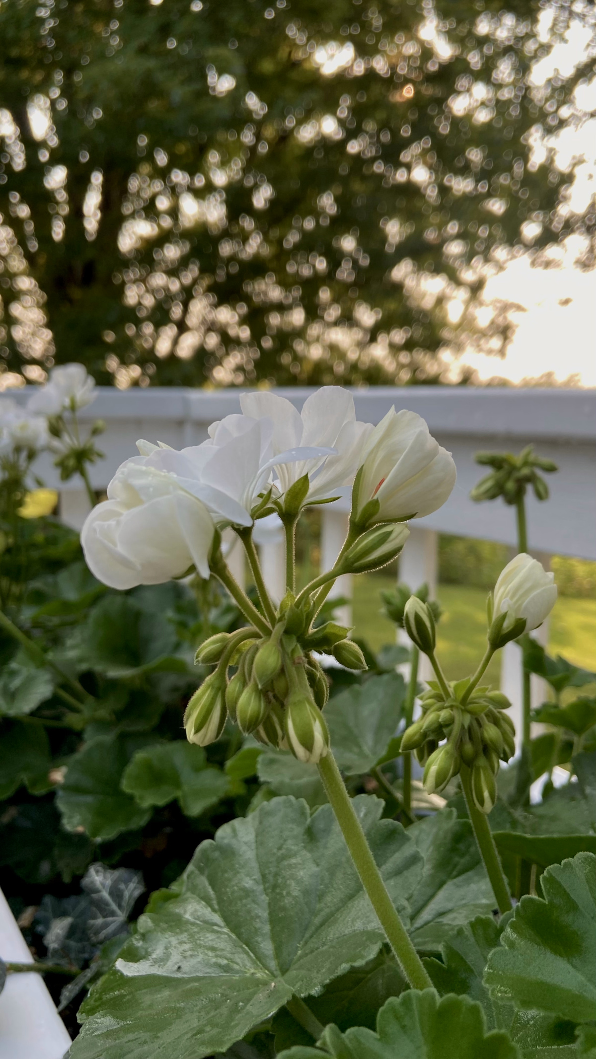 Newly opened geranium flowers.