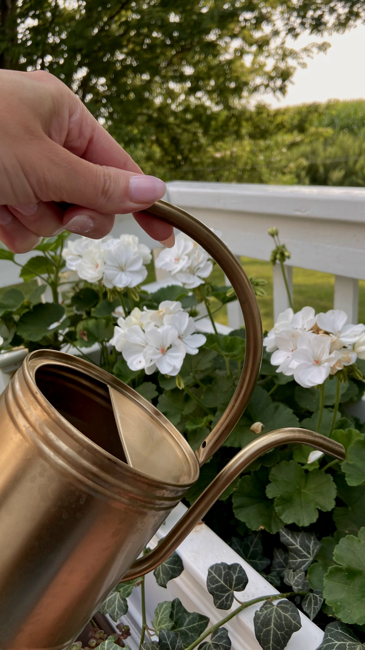 Feeding geraniums regularly can help prevent leaf yellowing.