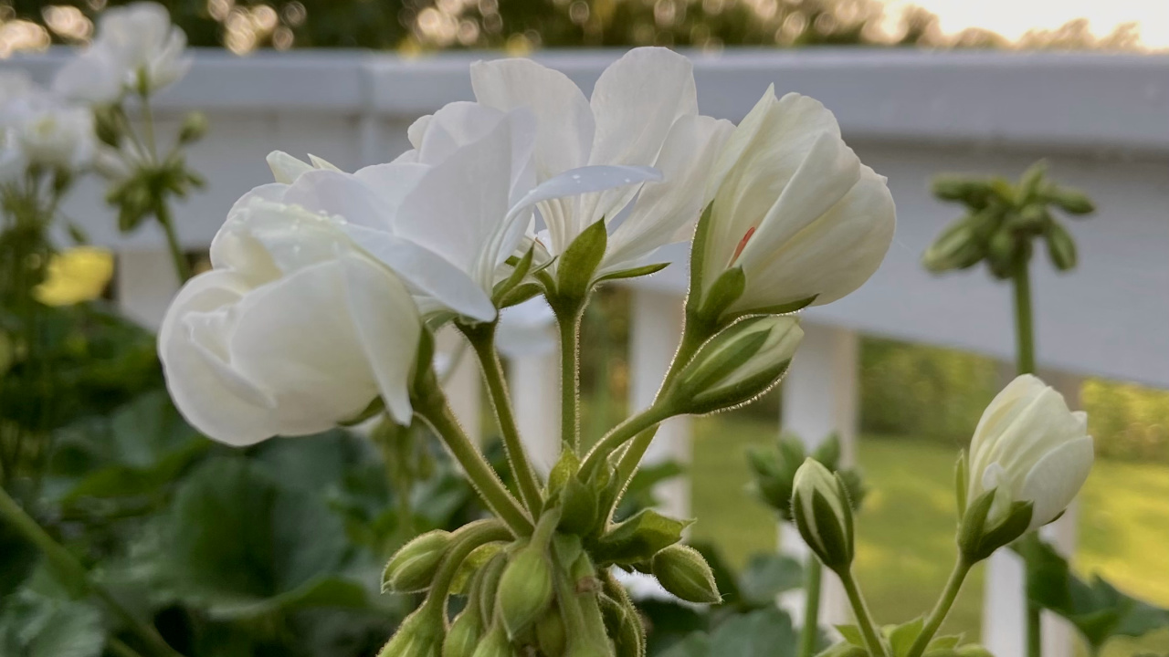 Healthy, new geranium blooms can sometimes cause yellow leaves.