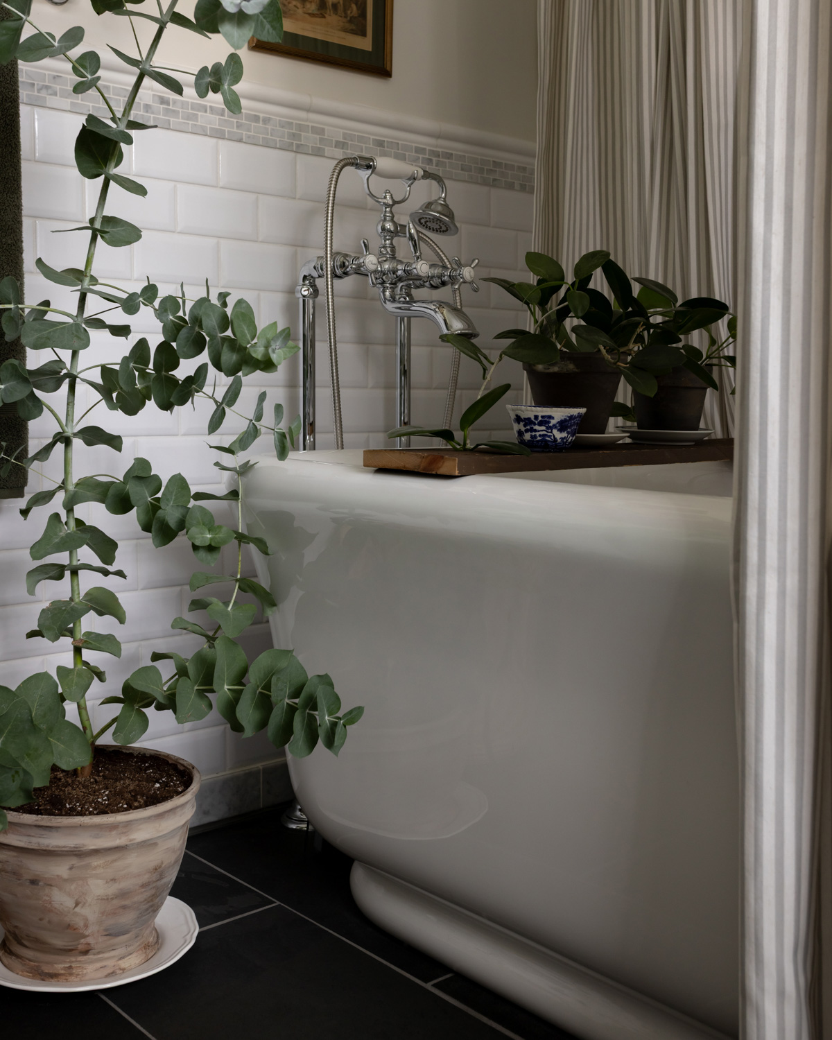 Silvery green eucalyptus tree foliage paired with deep green hoya plants.
