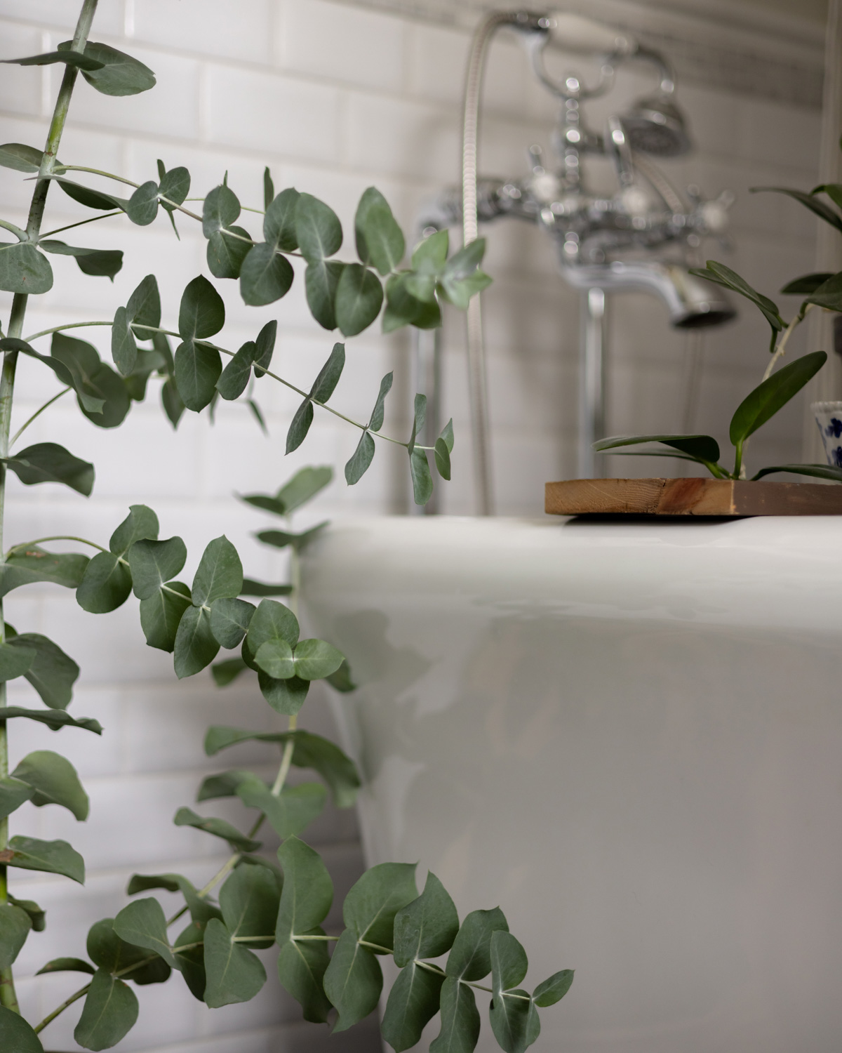 A close up view of eucalyptus leaves.