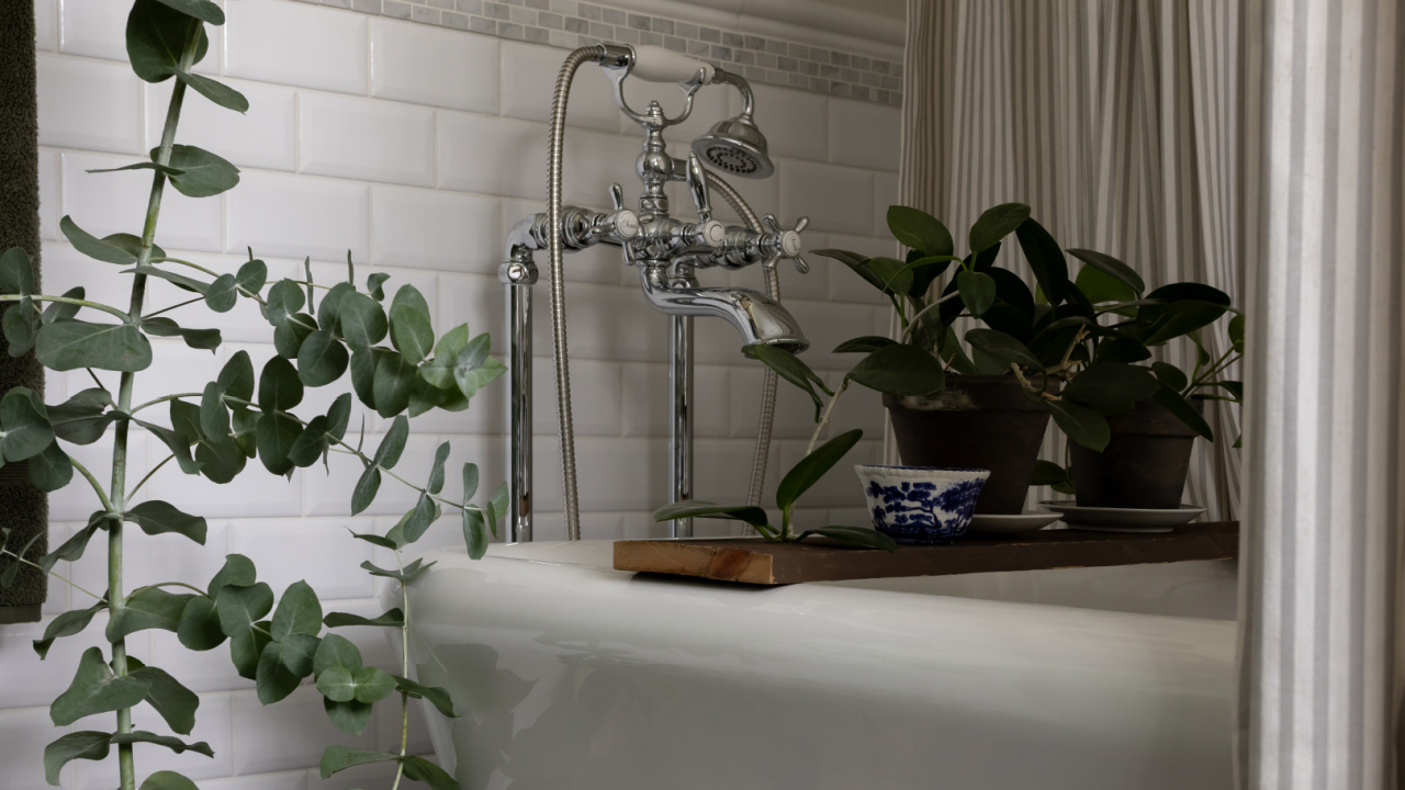A eucalyptus tree growing in a bathroom.