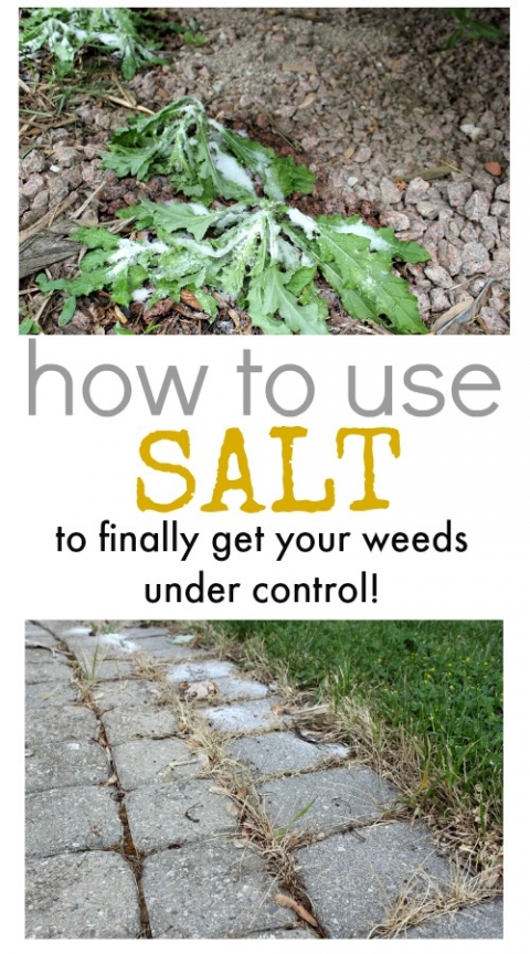 How To Use Salt To Kill Weeds The Creek Line House