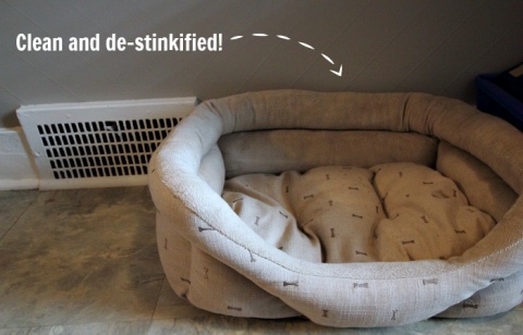 clean dog bed baking soda