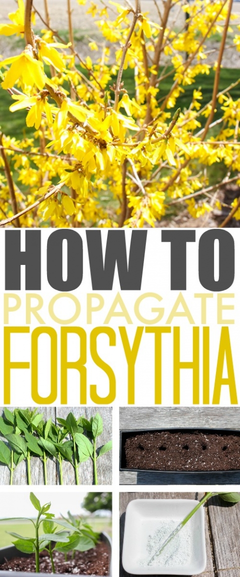 How To Propagate Forsythia The Creek Line House