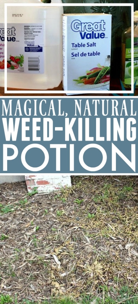 Magical Natural Weed Killing Potion The Creek Line House,Iguana Pet Food